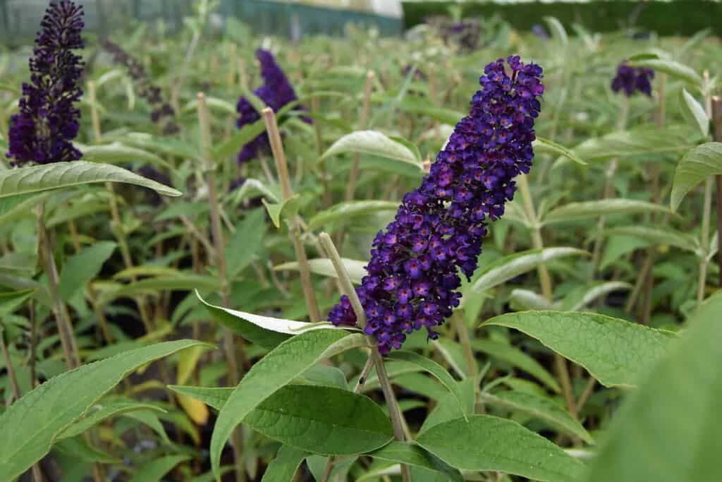 Buddleja davidii 'Black Knight' <span class="hidden specialOffer"></span> 40-60 cm